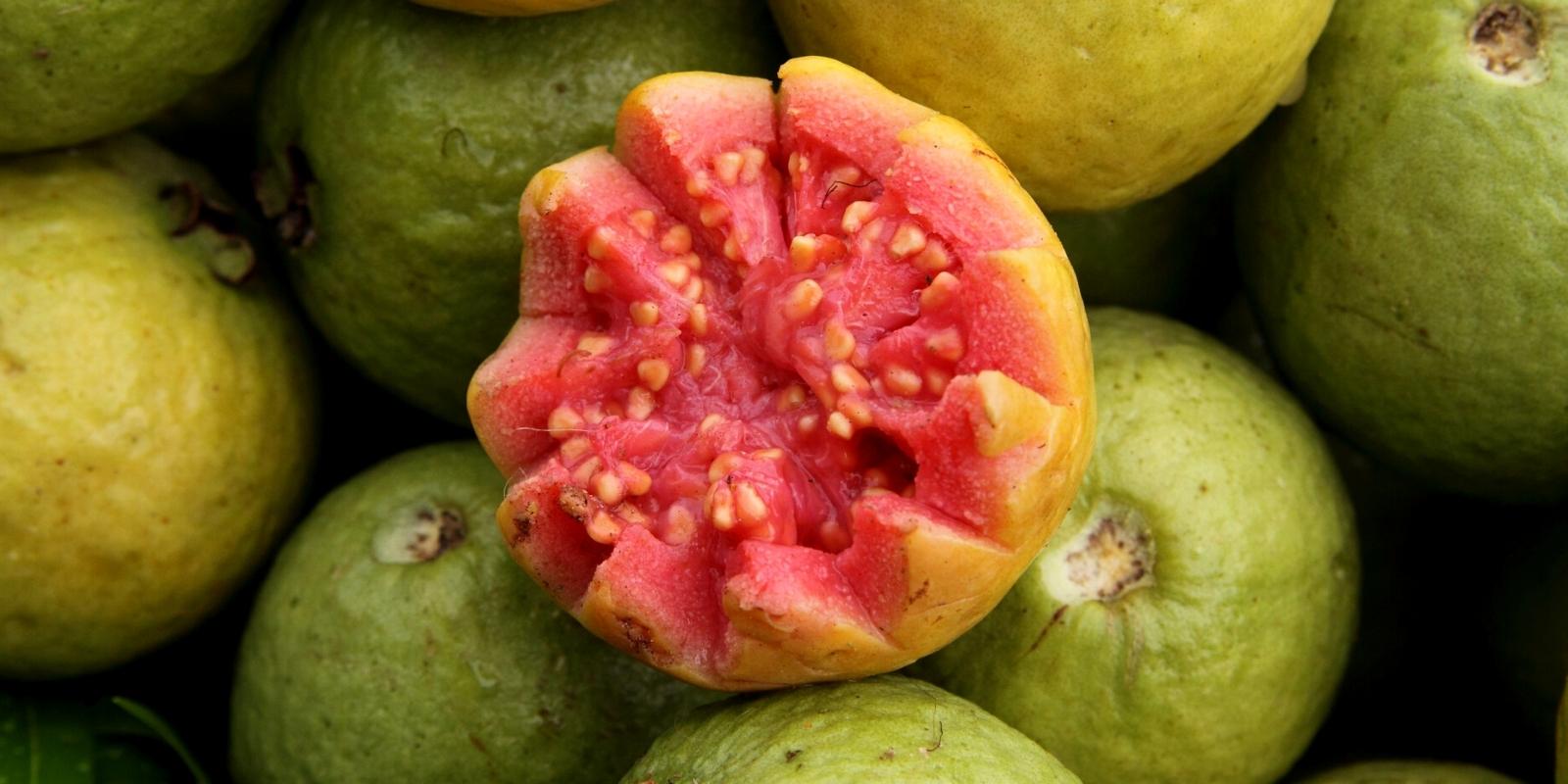 guayaba the fruits of the incas by inca trail expeditions
