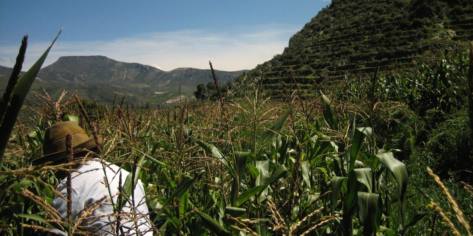 inca corn terraces by inca trail expeditions