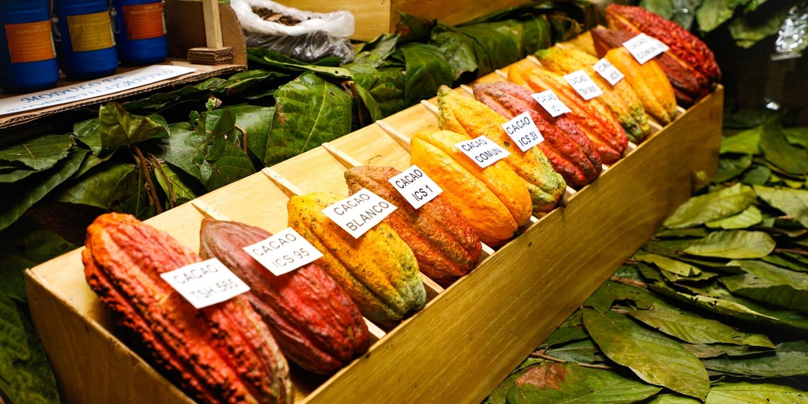 10 best souvenirs of Peru you should to buy, cacao
