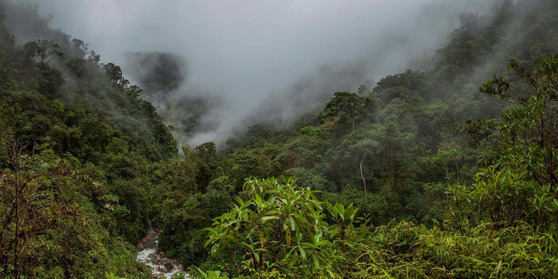 Manu Amazon Rainforest Tours 8 Days | Inca Trail Expeditions