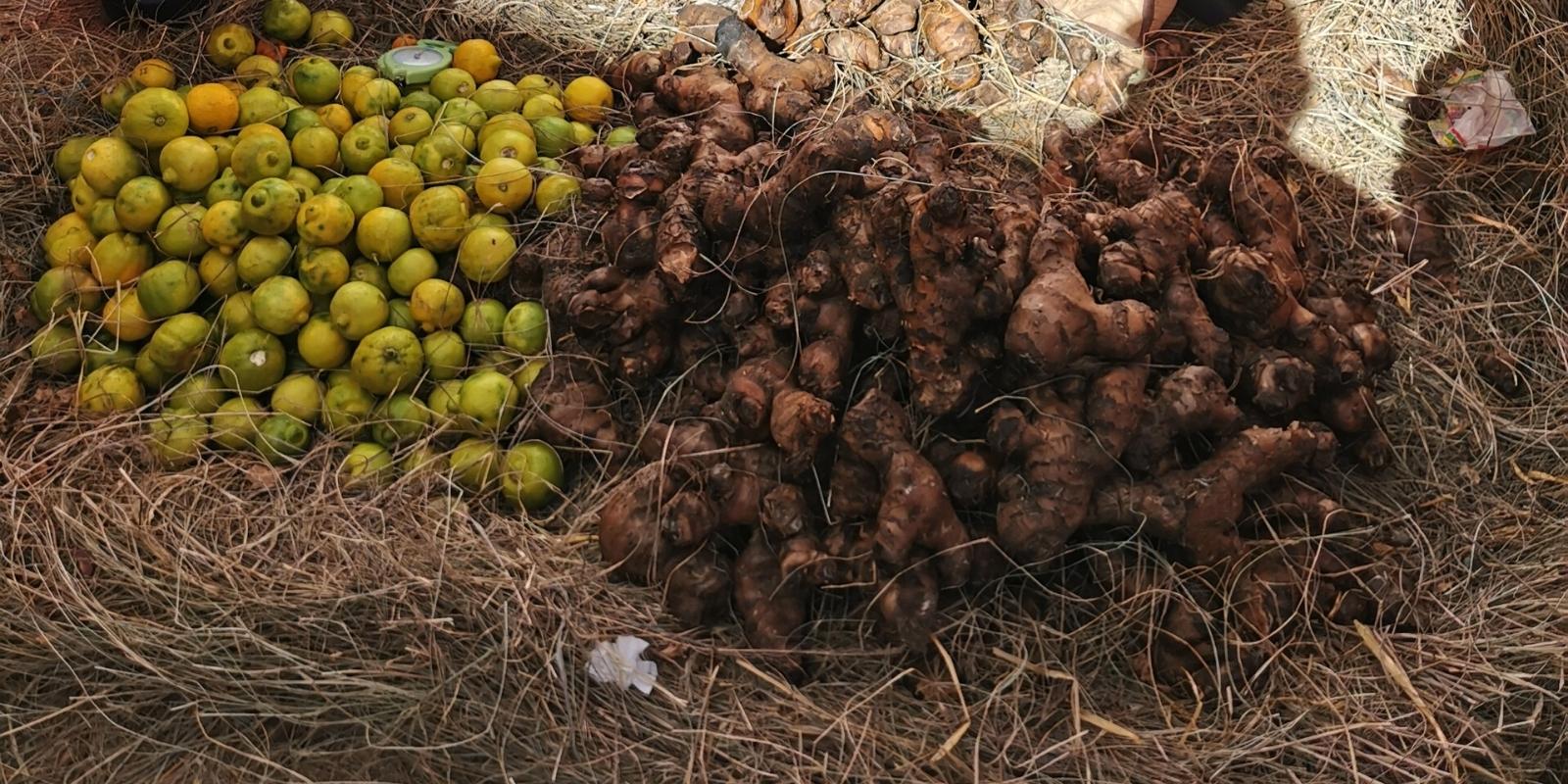 TUBERS CULTIVATED BY THE INCAS