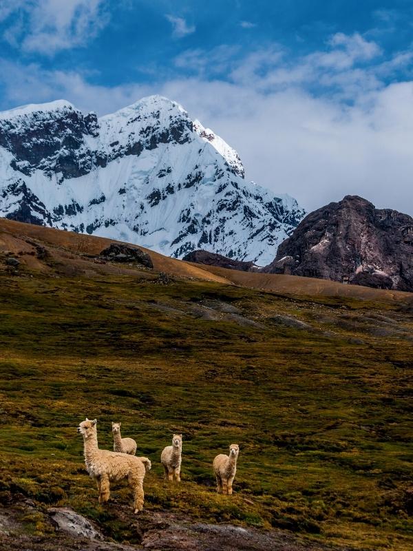ausangate trek & inca trail by inca trail expeditions