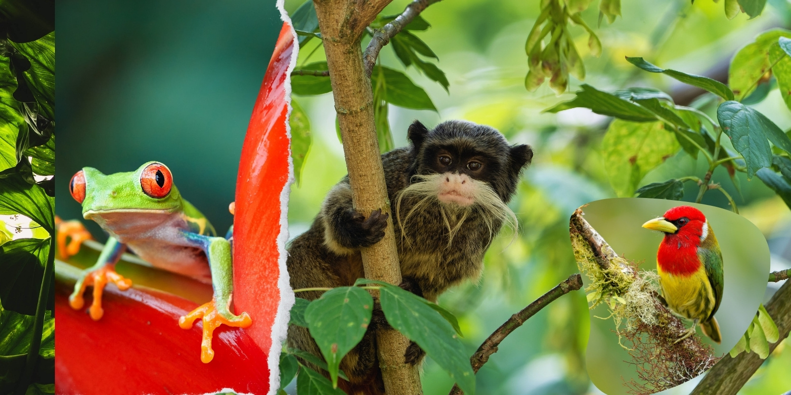 1.- The Peruvian Rainforest: A Treasure of Biodiversity