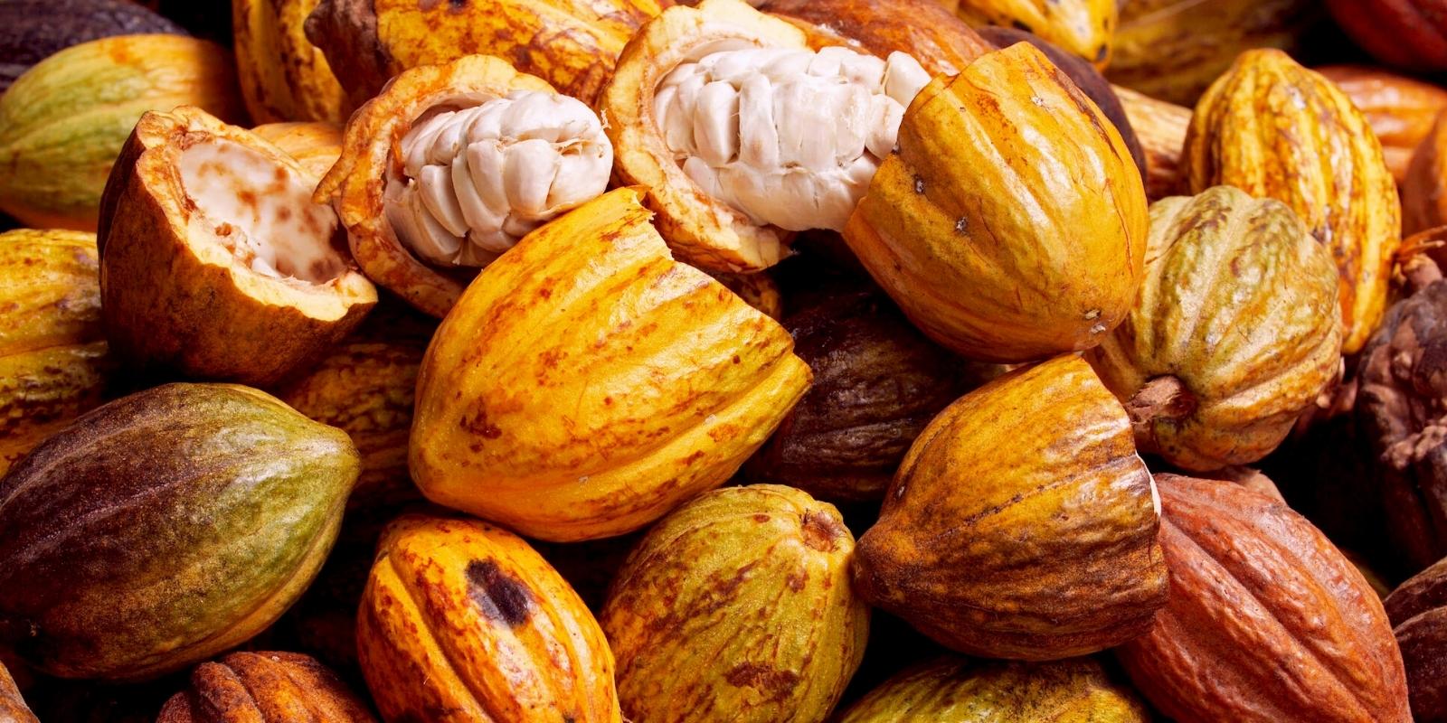 cacao of the incas by inca trail expeditions
