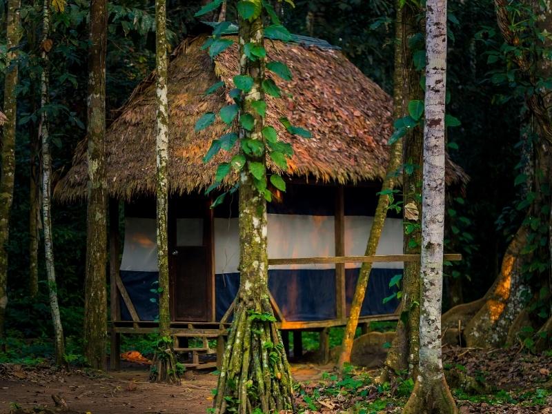 Manu Amazon Rainforest Reserved Zone 7 Days | Inca Trail Expeditions