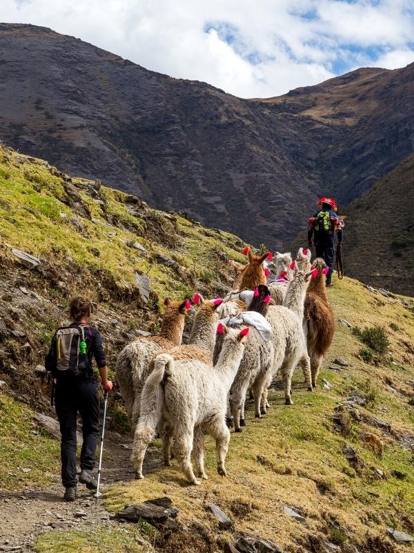 lares trek to machu picchu by inca trail expeditions