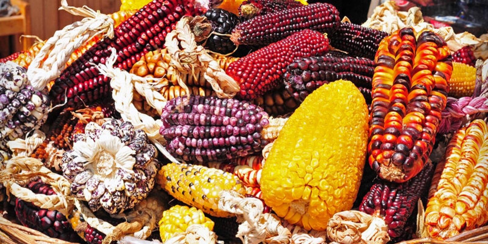maize crop by inca trail expeditions