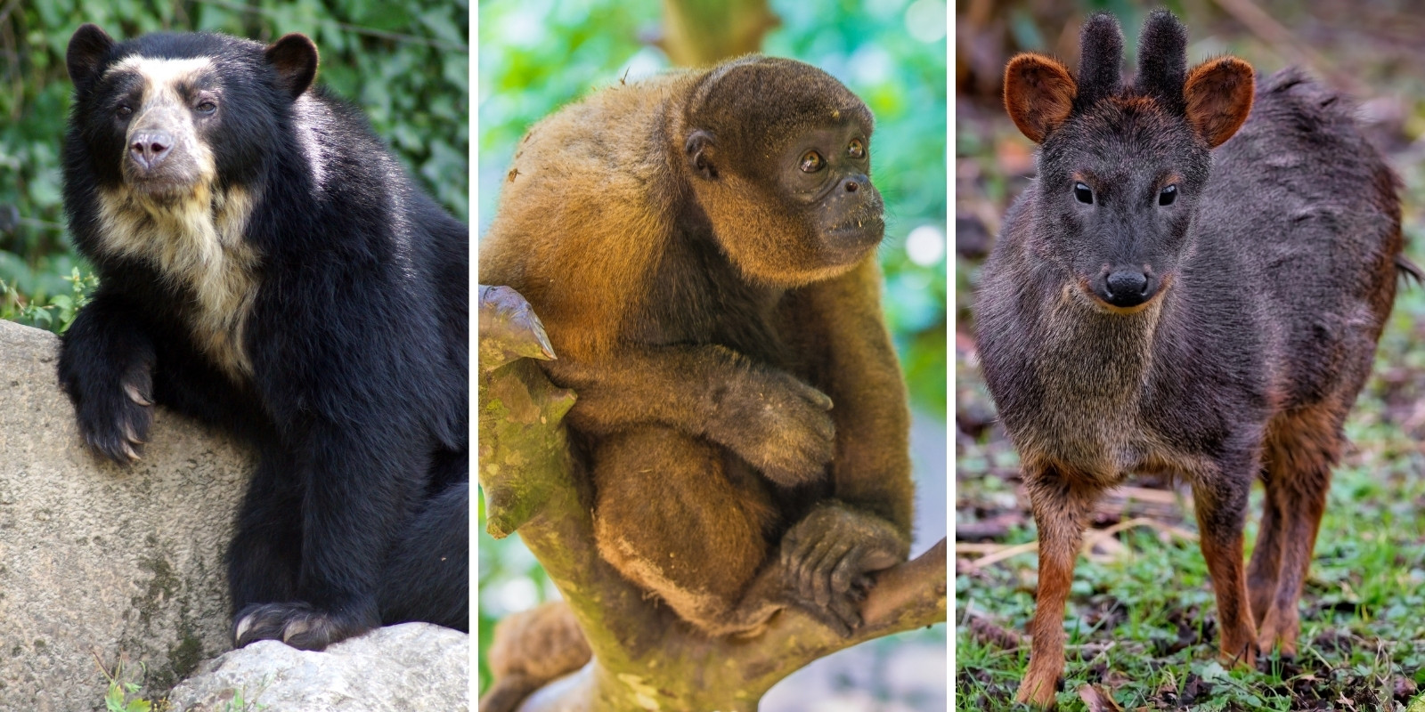 2.- Cloud Forests: The Hidden Gems of Biodiversity