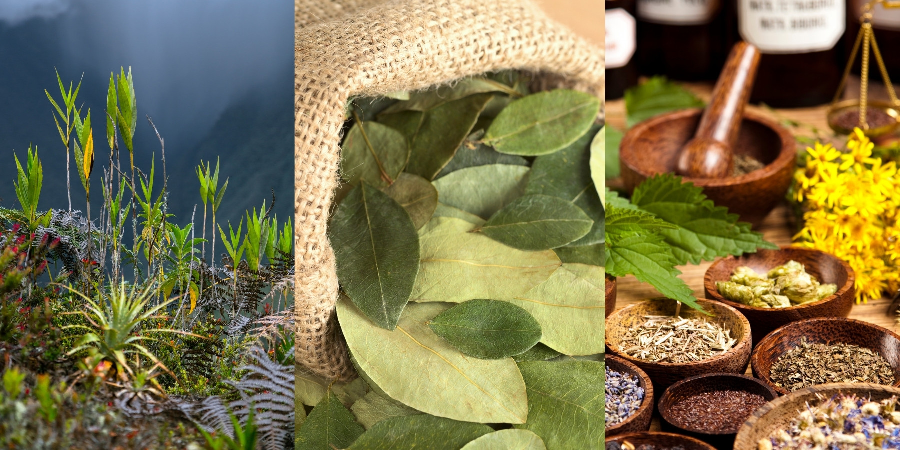 THE MEDICINAL PLANTS OF THE INCAS