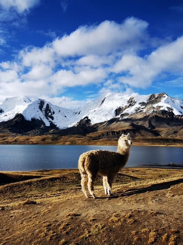 mountain treks in cusco by inca trail expeditions