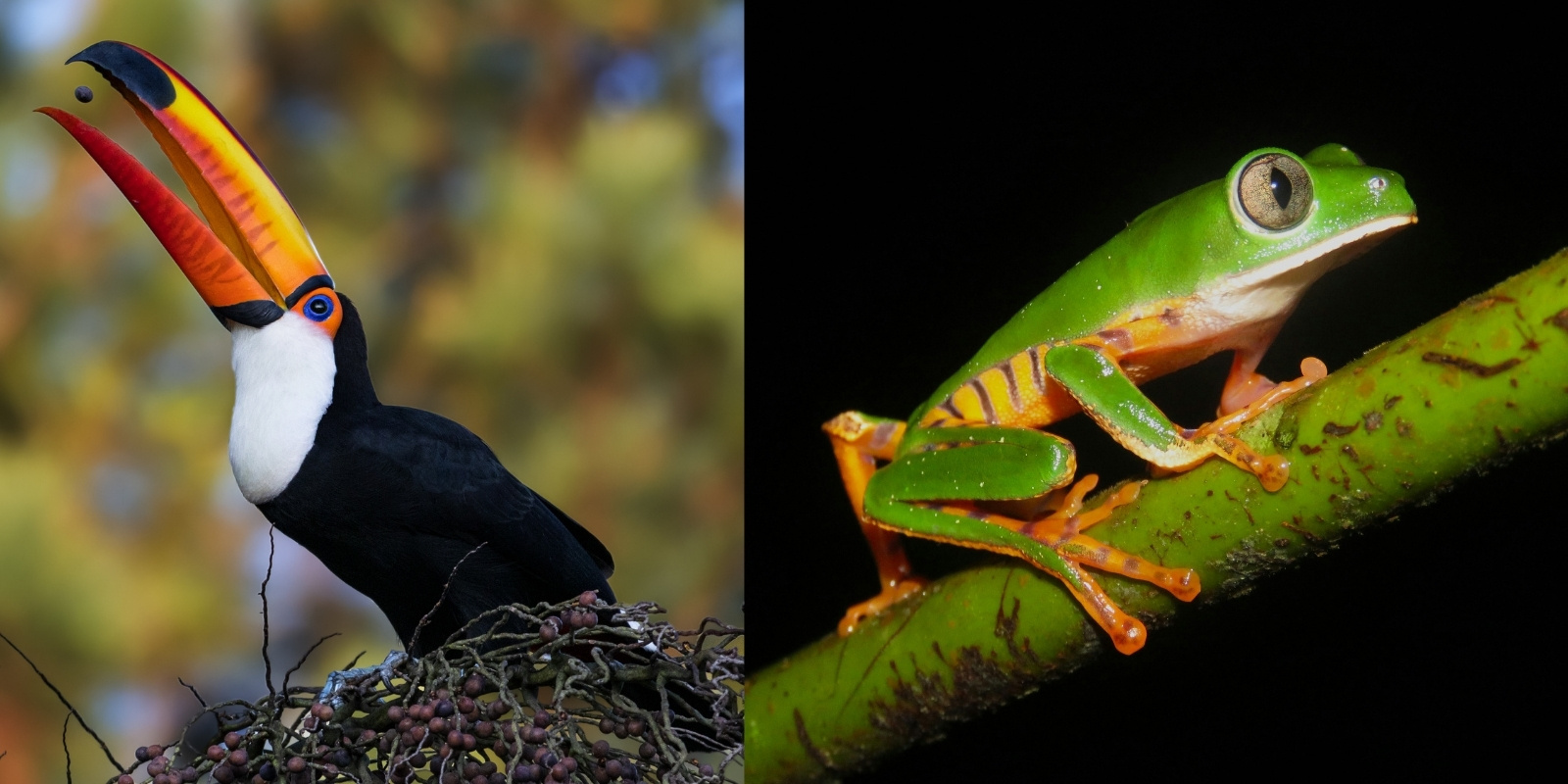 Birds, Amphibians, and Insects: Color and Adaptation in the Jungle