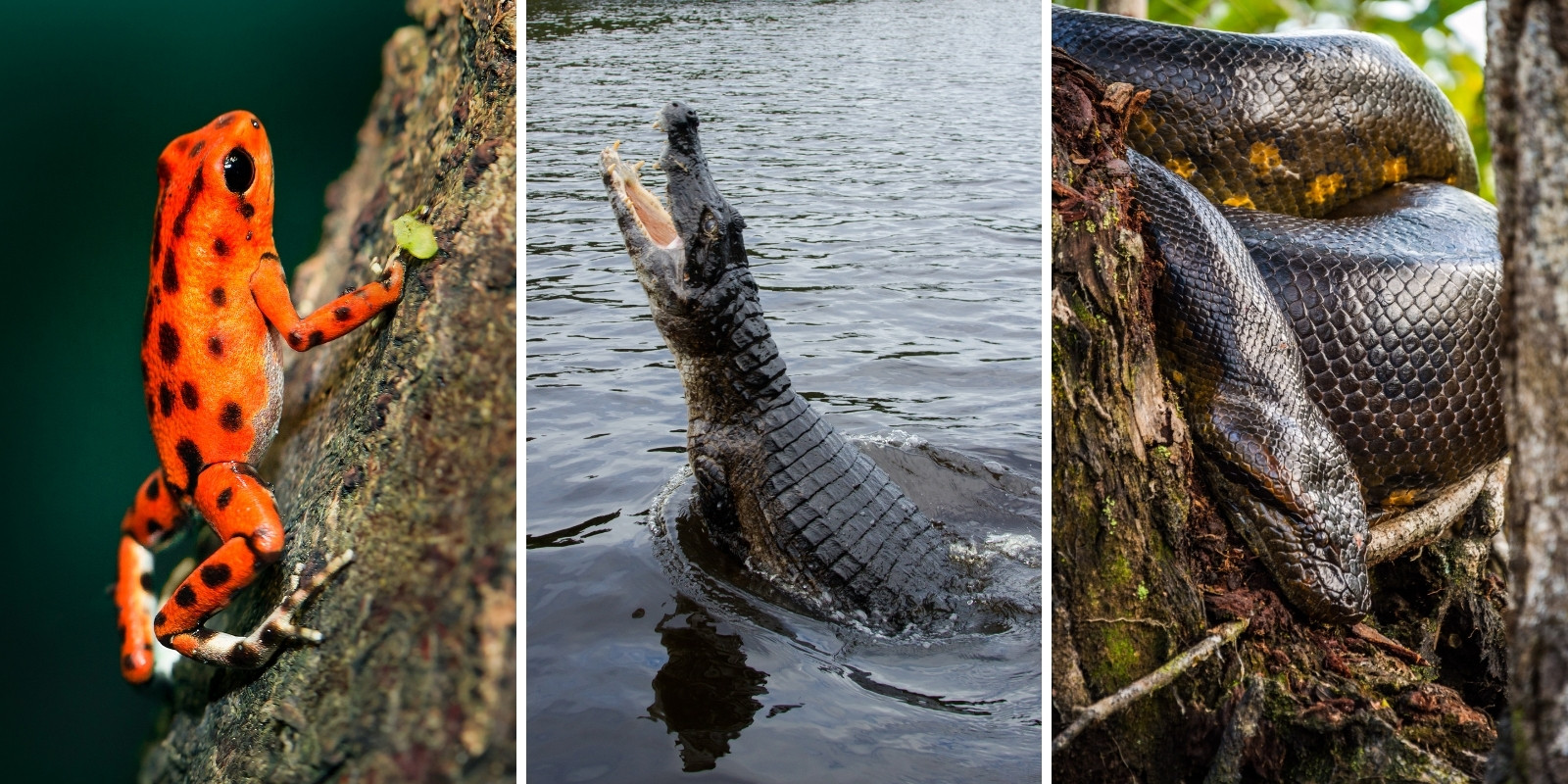 Reptiles & Amphibians