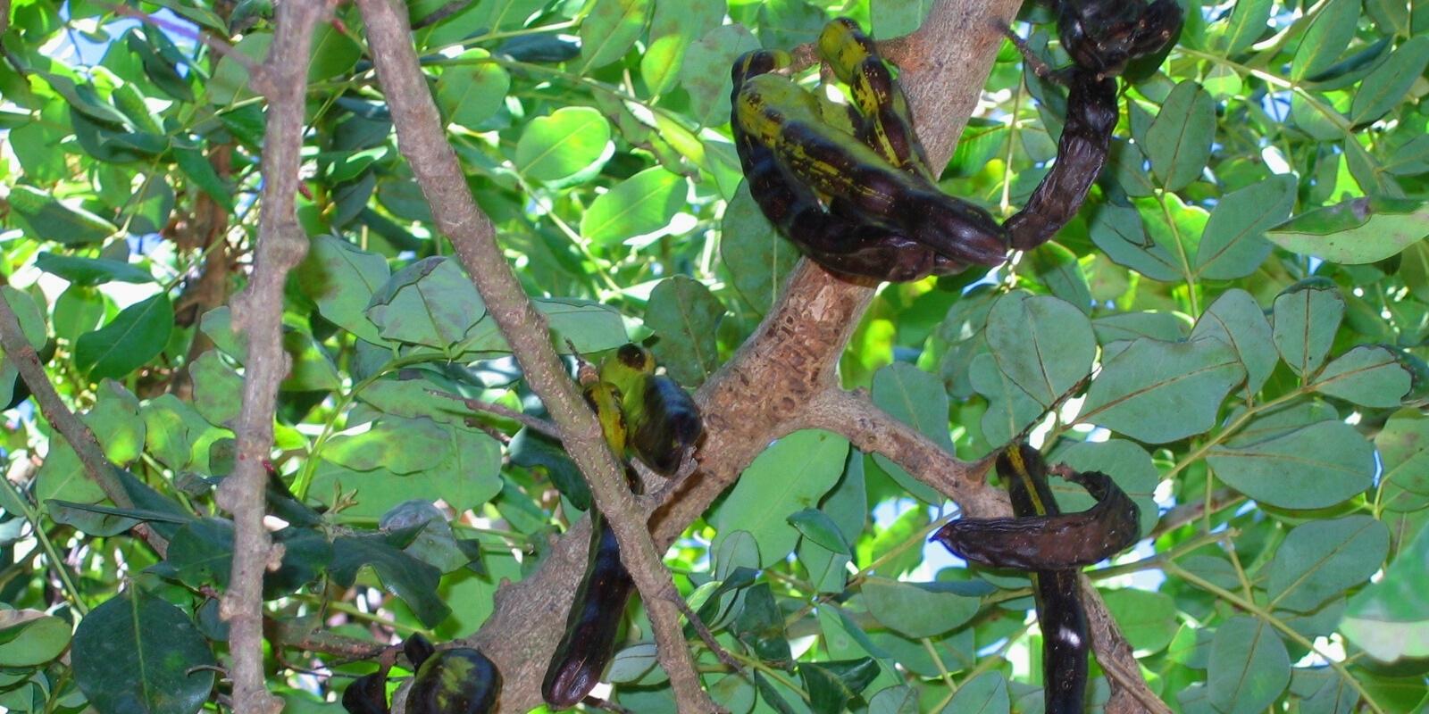 the carob tree fruit of the incas by inca trail expeditions