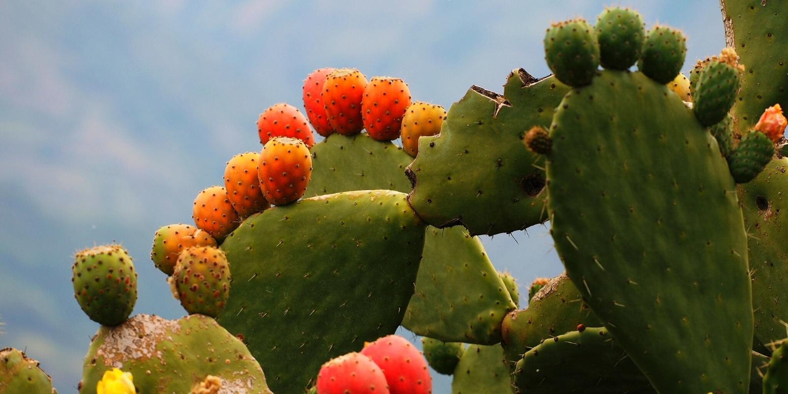 THE PRICKLY PEAR (OPUNTIA FICUS INDICA)