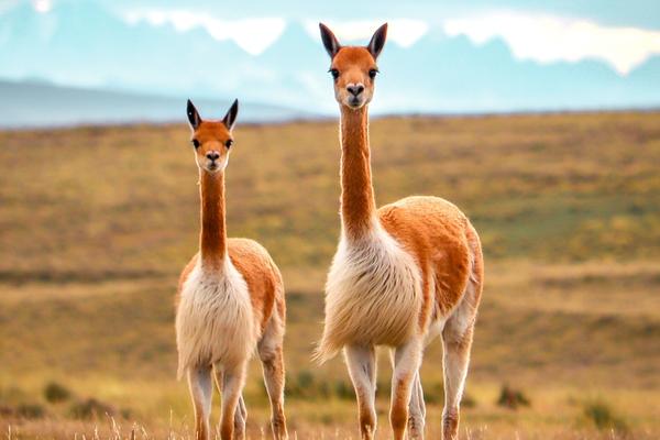 vicunas on ausangate trek by inca trail expeditions