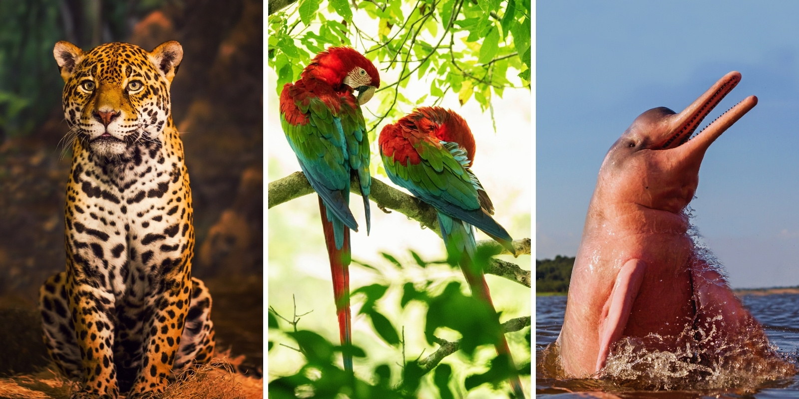 Top Wildlife to Spot